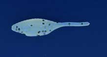 Bass A Tiny Shad 1.5in 15ct Violet Moon - MarineQuest Supply