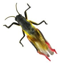 Creme Cricket Small Yellow Grasshopper 2 pack - MarineQuest Supply