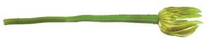 Yum Shakalicious Worm 5" F2 Melon Pie - MarineQuest Supply